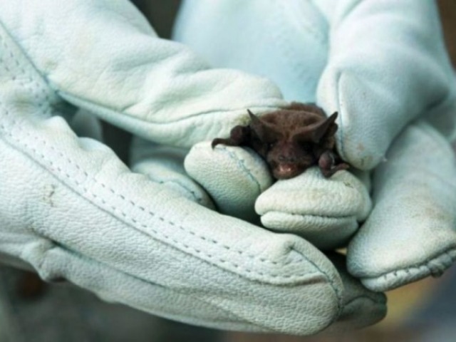 Operativo de bloqueo ante la detecci�n de rabia un murci�lago